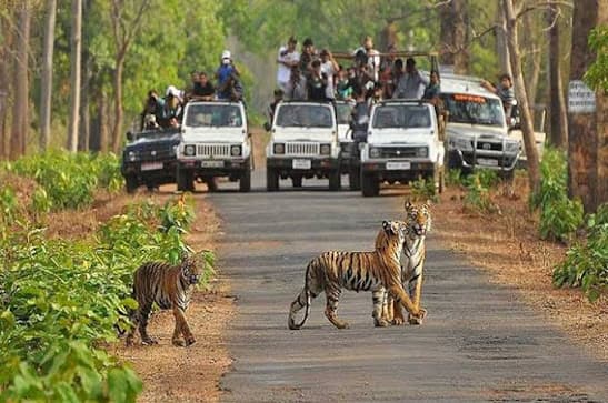 Bengal tiger in Ranthambhore National Park